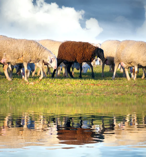 Pecore in un prato, pecore nere nell'acqua — Foto Stock
