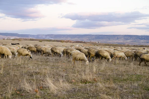 Plon pole ze sheeps na zachodzie słońca — Zdjęcie stockowe