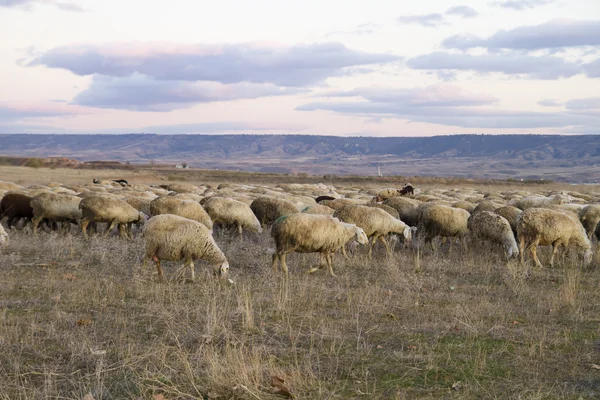 Campo con pecore al tramonto — Foto Stock