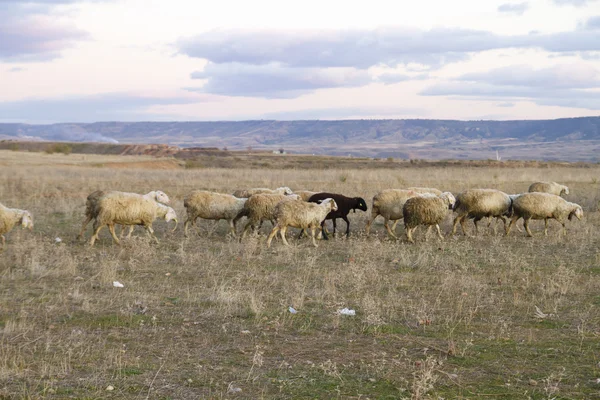 stock image Field with sheeps at sunset