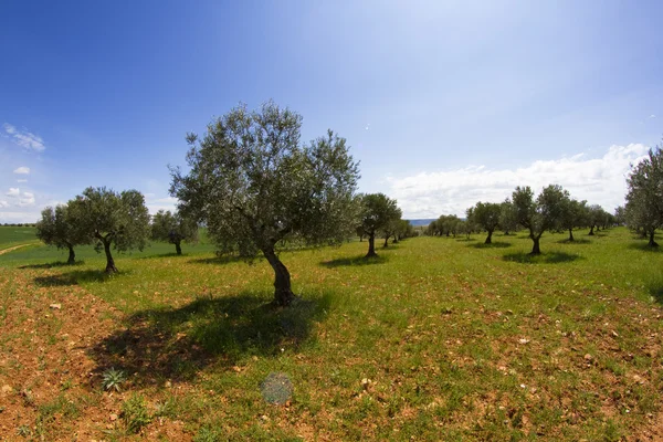 Polní pěstování oliv, balzamikového octa — Stock fotografie