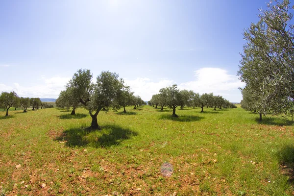 Åkerodling av oliver, balsamvinäger — Stockfoto
