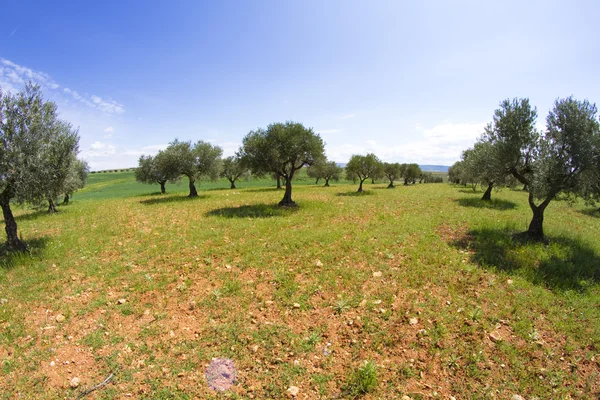 Field cultivation of olives, balsamic vinegar — Stock Photo, Image