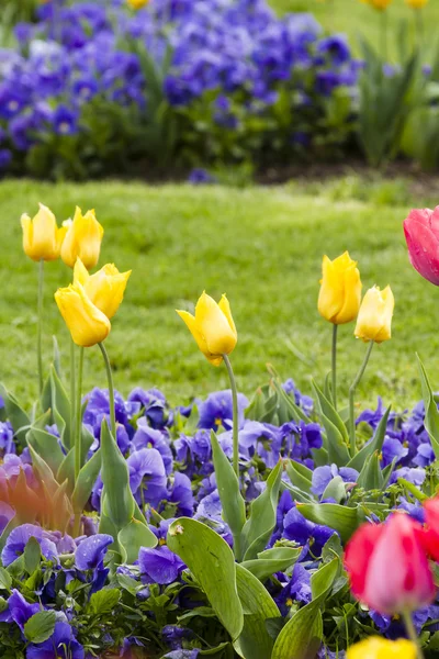 Background. Red, yellow, maroon tulips. — Stock Photo, Image