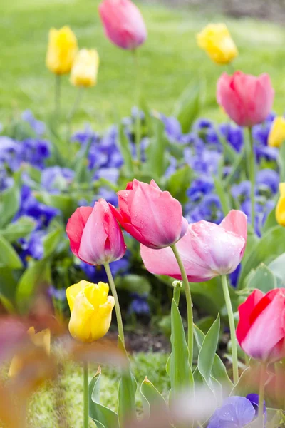 Spring tulip background — Stock Photo, Image