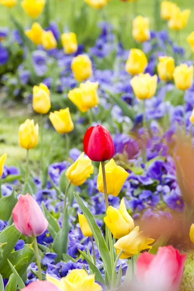 Colorful Spring tulip background — Stock Photo, Image
