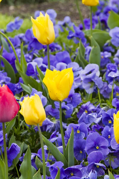 Tulip flowers field — Stock Photo, Image