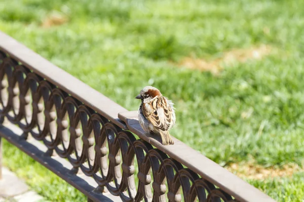 Městské sparrow na bronzové plot — Stock fotografie