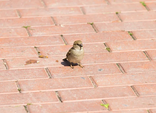 Sparrow (Passer domesticus) v plotě během slunečného letního dne — Stock fotografie
