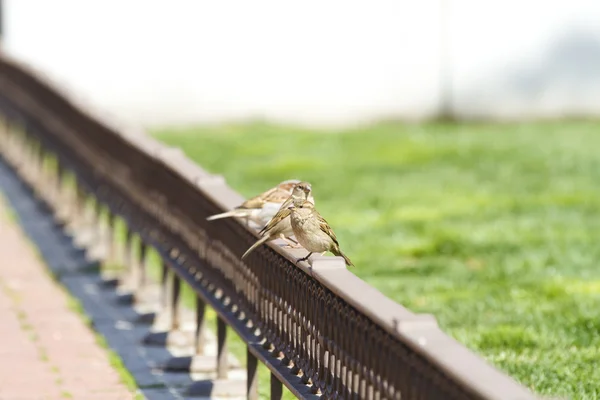 Young curious sparrows — Stock Photo, Image