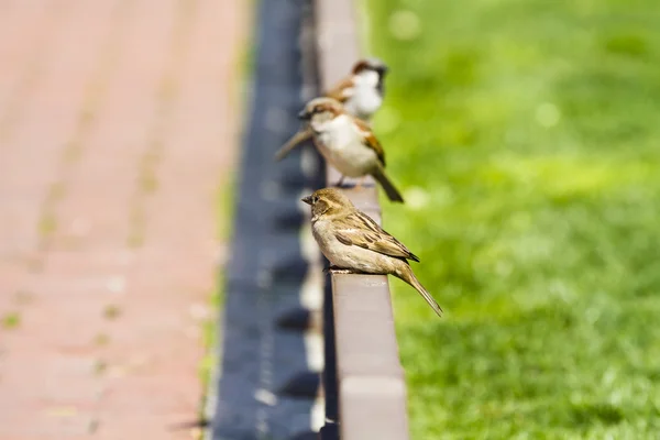 Street sparrow on little bronze fence — Stock Photo, Image