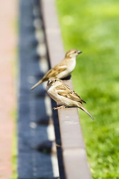 Mladé zvědavé vrabci — Stock fotografie