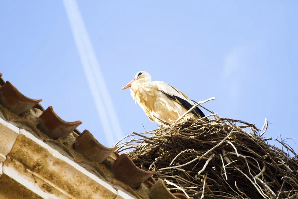 在他们的巢 storck — 图库照片