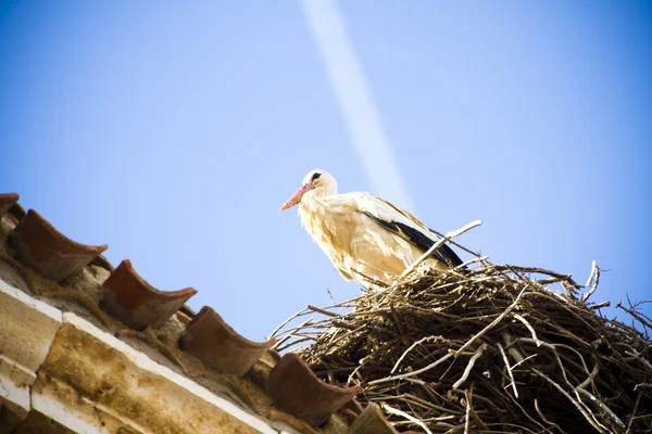 Ooievaars in hun nest — Stockfoto