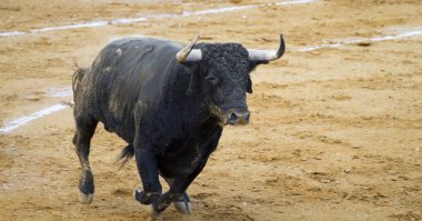 Spanish bulls (toros bravos) in Guadalajara province, Castilla L clipart