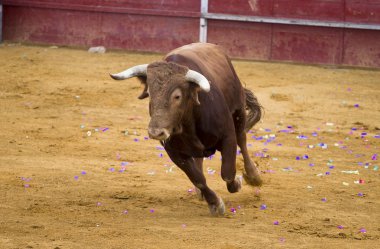 Brown bull attacking Spanish bullfighter clipart