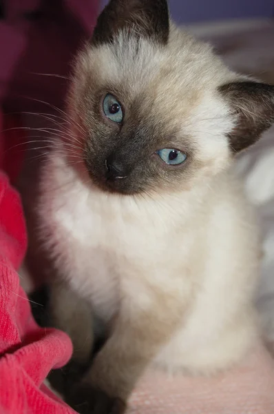 Chat siamois aux yeux bleus, nouveau-né — Photo
