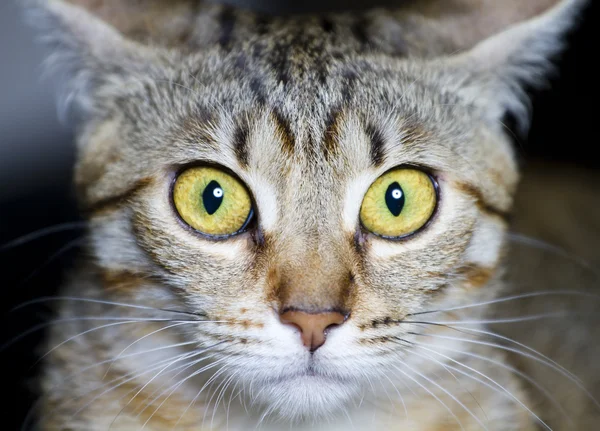 Gatto di razza comune, con gli occhi spaventati — Foto Stock