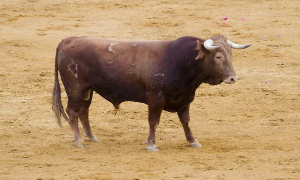 Spaanse stieren (toros bravos) in Madrid. Bekend van de traditio — Stockfoto
