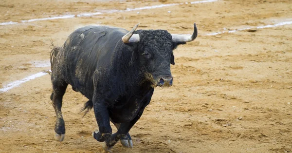 Испанские быки (toros bravos) в провинции Гвадалахара, Кастилья L — стоковое фото