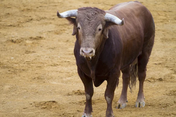 Toros marrones en la arena taurina española — Foto de Stock