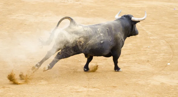 Svart tjur i spanska tjurfäktning arena — Stockfoto