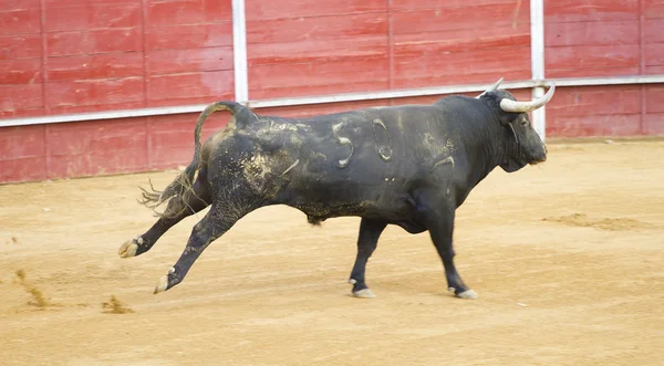 Tjurfäktning för tjurar, typisk spansk tradition där en torero — Stockfoto