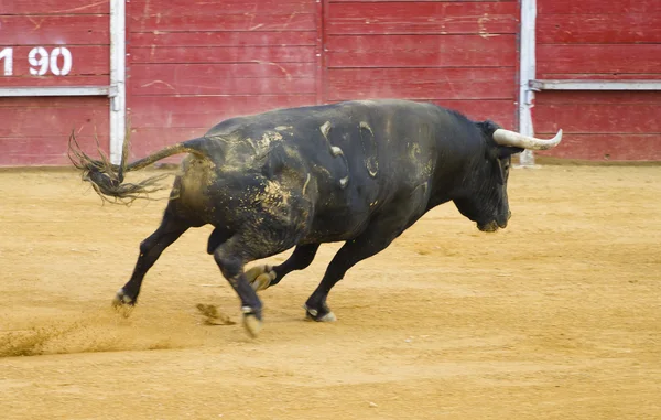 Tapferer spanischer Stier im Stierkampf — Stockfoto