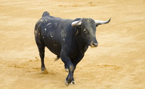 Powerful Spanish bull in a bullfight — Stock Photo, Image