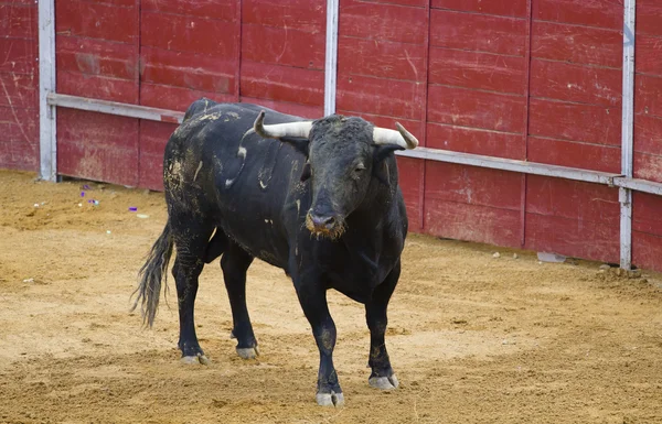 Мощный испанский бык в корриде — стоковое фото