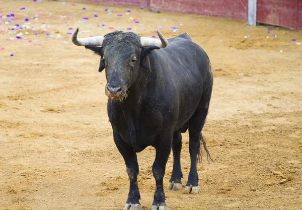 Krachtige Spaanse stier in een stierengevecht. Matador in madrid Plaza de Toros — Stockfoto