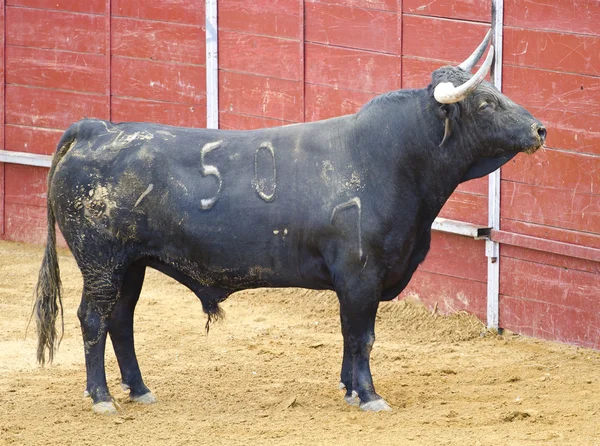 Mocný býk s velkými rohy španělské koridy. Matador v madri — Stock fotografie