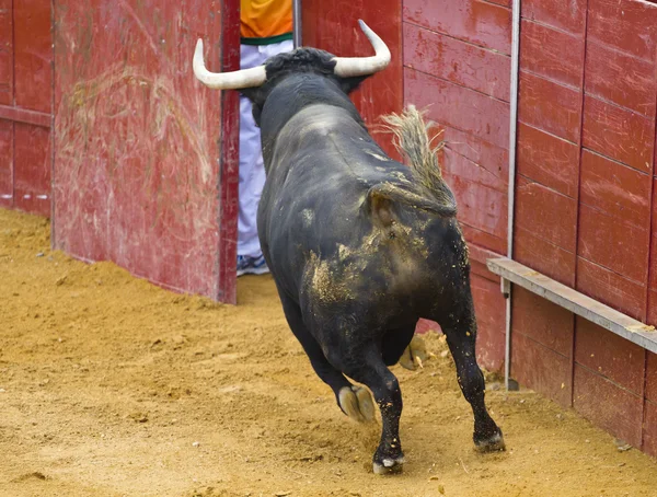 Potente toro che colpisce la barriera bullring — Foto Stock