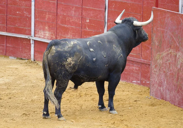 Bull väntar tjurfäktare — Stockfoto