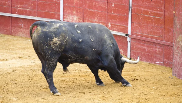 Odważny hiszpański byk oczekiwania Matador — Zdjęcie stockowe