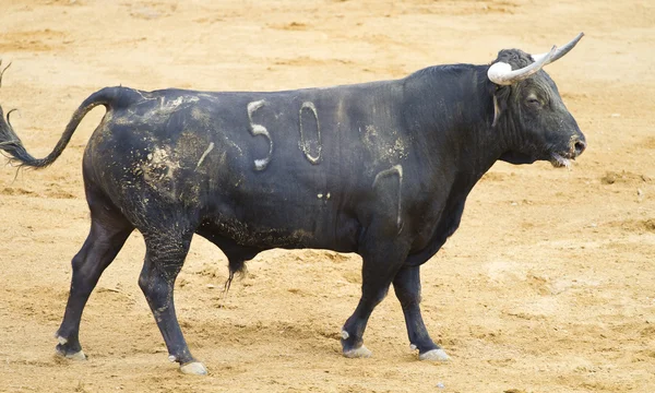 Espanhol touro preto na praça de touros com areia — Fotografia de Stock