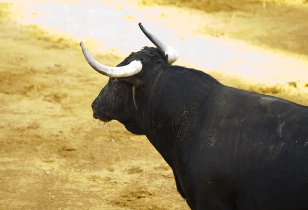 Spanish black bull's head in sand bullring — Stock Photo, Image