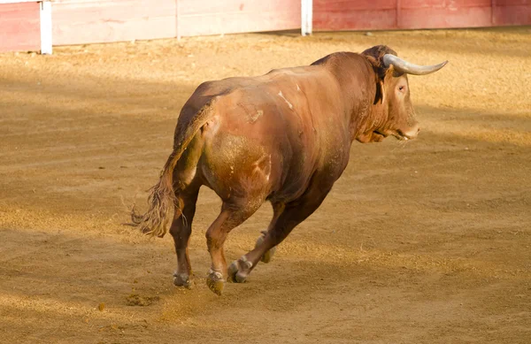 Toro marrone spagnolo nell'arena con sabbia — Foto Stock
