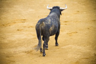 Fighting bull picture from Spain. Black bull clipart