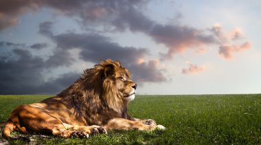 Powerful Lion resting at sunset. clipart