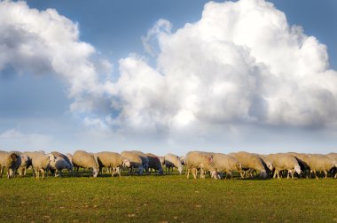 Koyunları bir çayırda