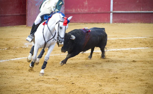 乗馬の闘牛。典型的なスペインの闘牛. — ストック写真