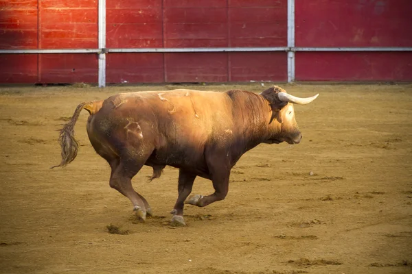 Brun bull — Stockfoto