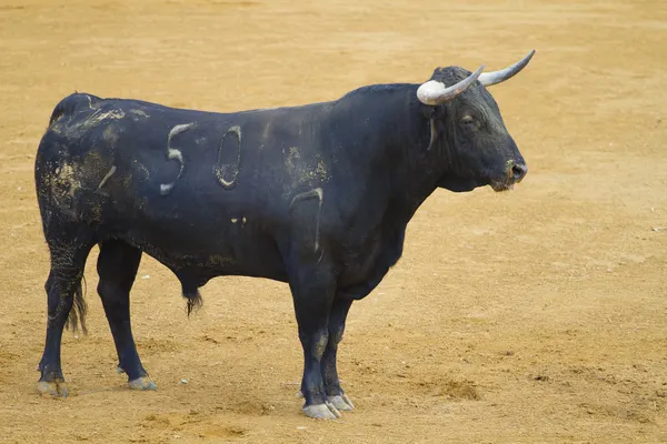 Powerful bull — Stock Photo, Image
