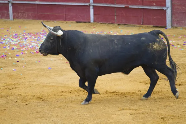 Сильный бык — стоковое фото