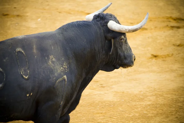 Walczący byk z Hiszpanii. Byk czarny — Zdjęcie stockowe