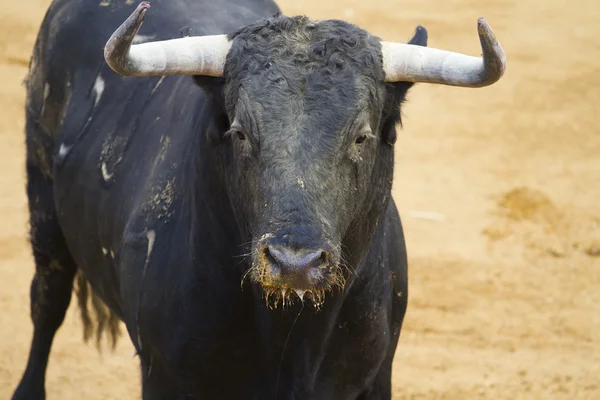 Huvudet tjurfäktning, bull bild från Spanien. svart tjur — Stockfoto