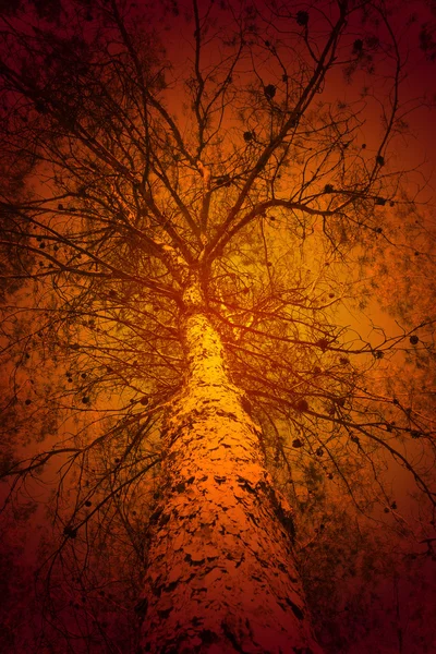 Vuur in het bos, conceptuele — Stockfoto