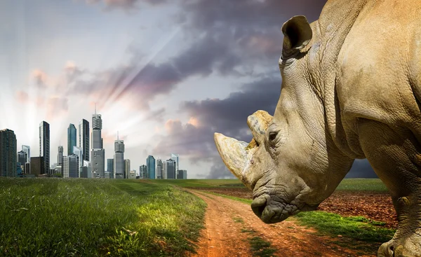Rinoceronte poderoso ao pôr-do-sol. Natureza contra o progresso — Fotografia de Stock