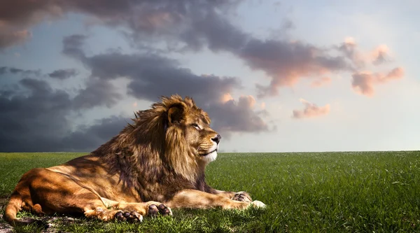 Potężny lew odpoczynku na zachodzie słońca. — Zdjęcie stockowe